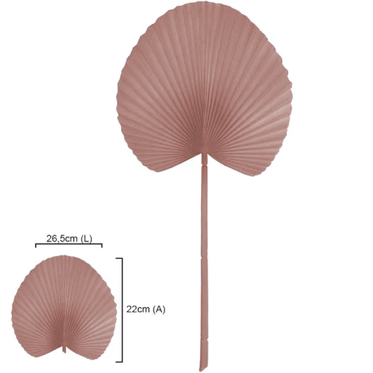 Folha Latania Rose 55cm