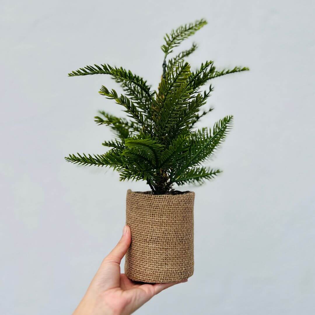 Mini Árvore de Natal - 44cm